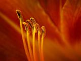 Day Lily Closeup_53873